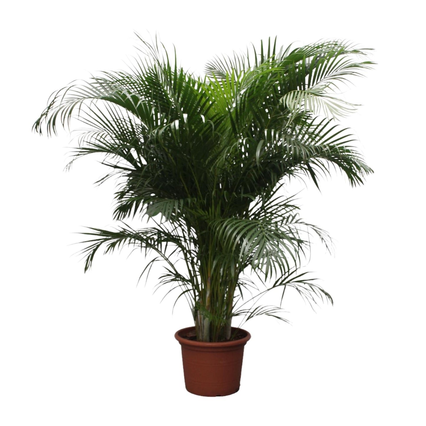Areca-Palme 230 cm