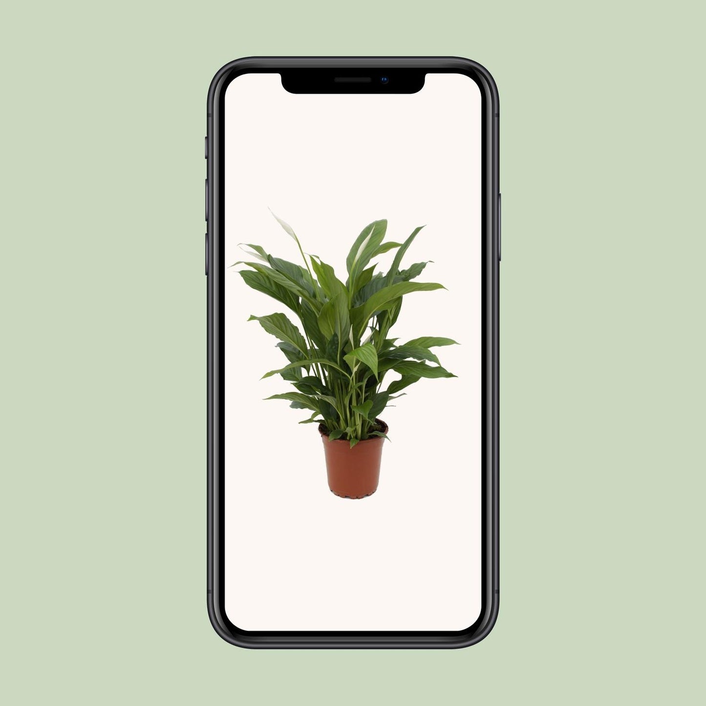 Friedenslilie "Torelli" 65 cm