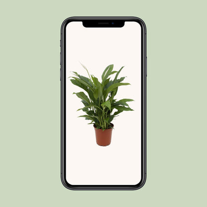 Friedenslilie "Torelli" 65 cm