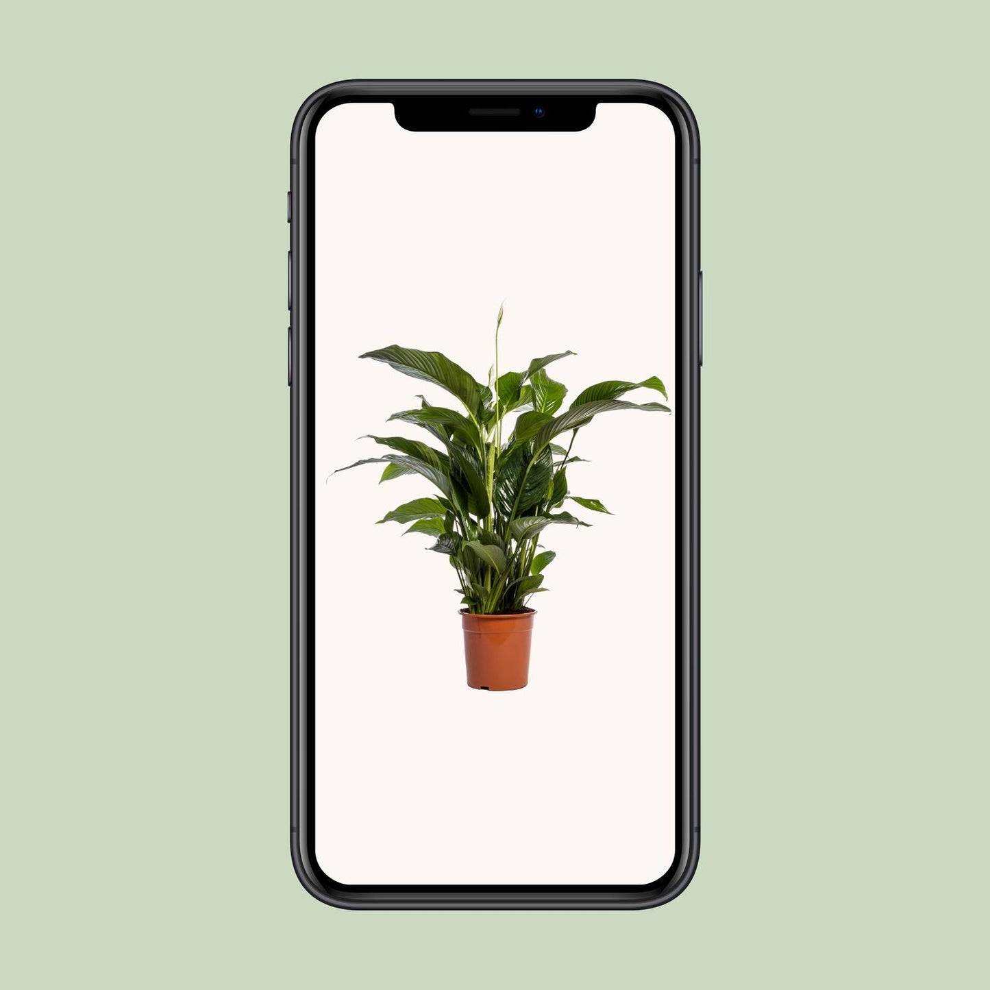 Friedenslilie "Bellini" 100 cm