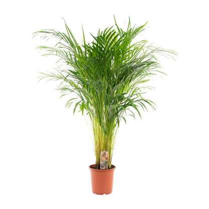 Areca-Palme 100 cm