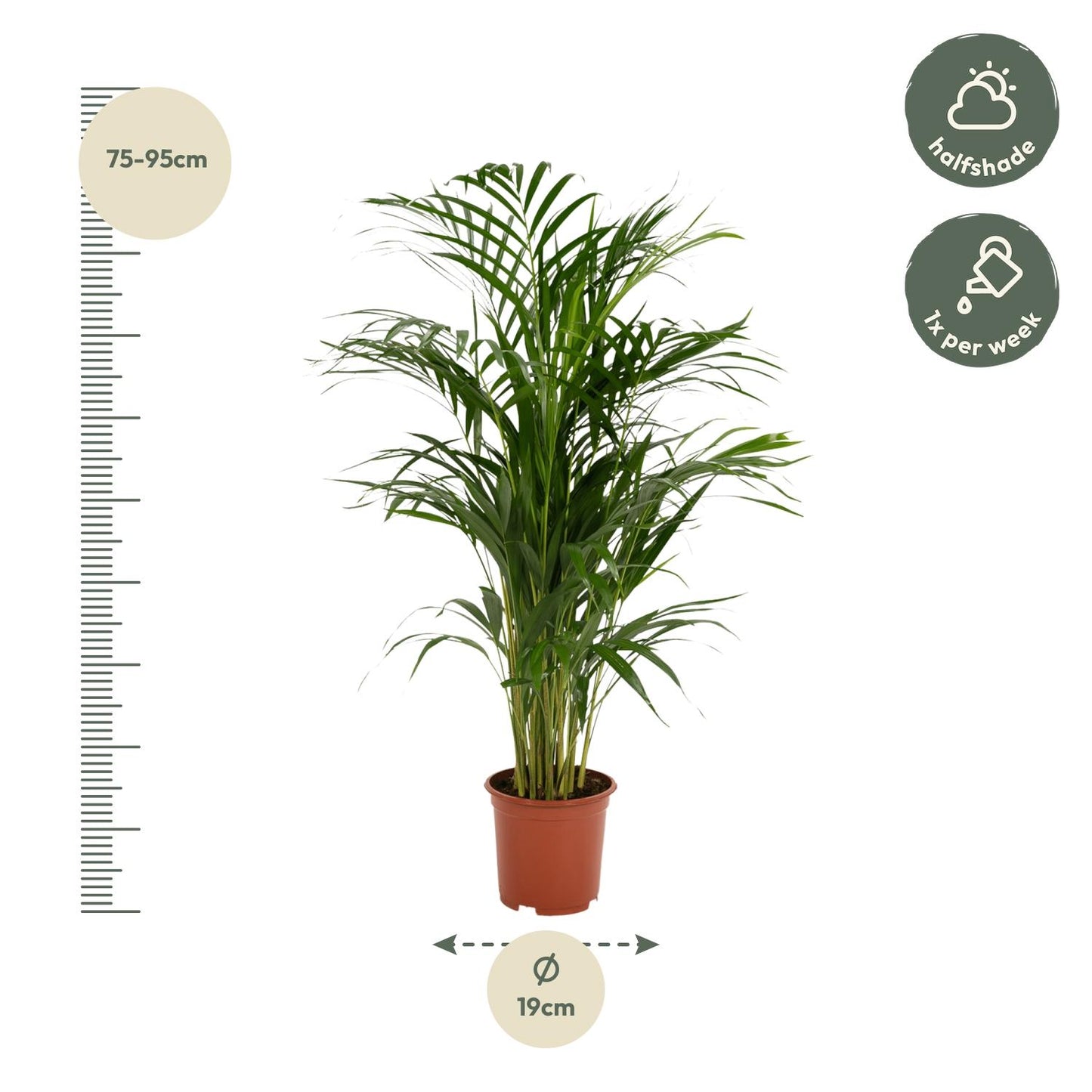 Areca-Palme 70 cm