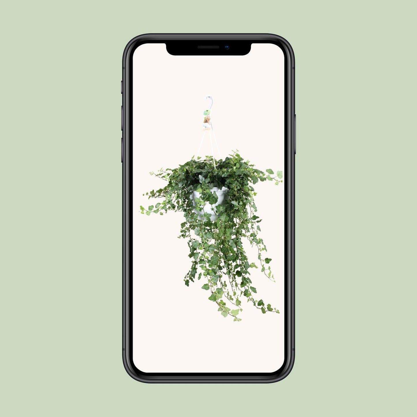 Gemeiner Efeu "Wonder Green" 70 cm