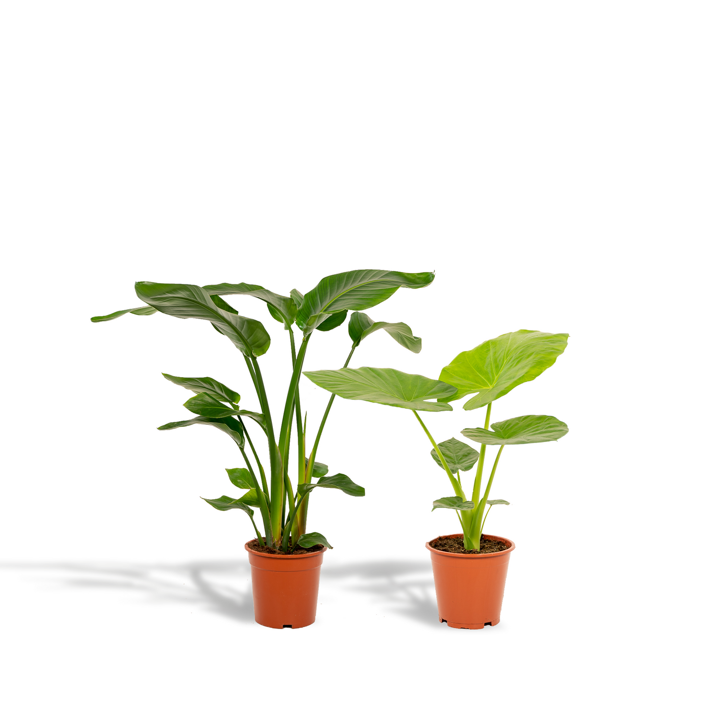 Bundle - Strelitzia Nicolai, Alocasia Macrorrhiza 80 cm