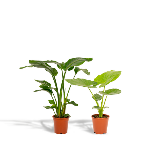 Bundle - Strelitzia Nicolai, Alocasia Macrorrhiza 80 cm