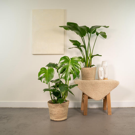 Bundle "Duo" Strelitzia Nicolai /Monstera Deliciosa - 80 cm + Körbe