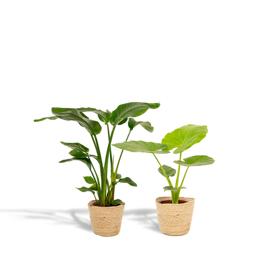 Bundle "Duo" Strelitzia Nicolai /Alocasia Macrorrhiza - 70 cm + Körbe