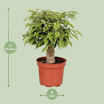 Ficus benjamina "Kinky" 28 cm