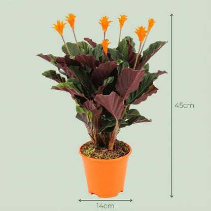 4x Calathea Crocata - 40 cm
