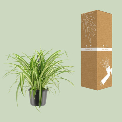 Grünlilie "Variegatum" 30 cm