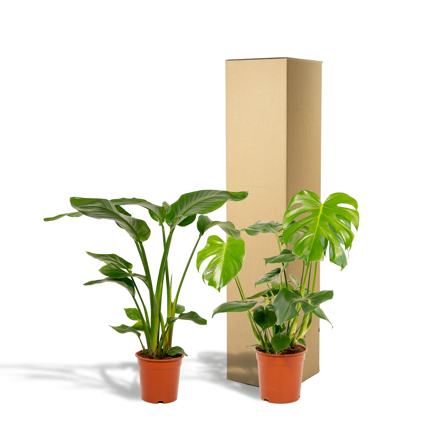Bundle "Duo" Strelitzia Nicolai/Monstera Deliciosa - 80 cm