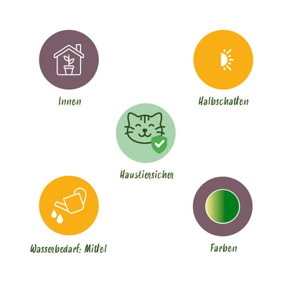 4x Maranta Fascinator "Lemon Lime" - 30 cm