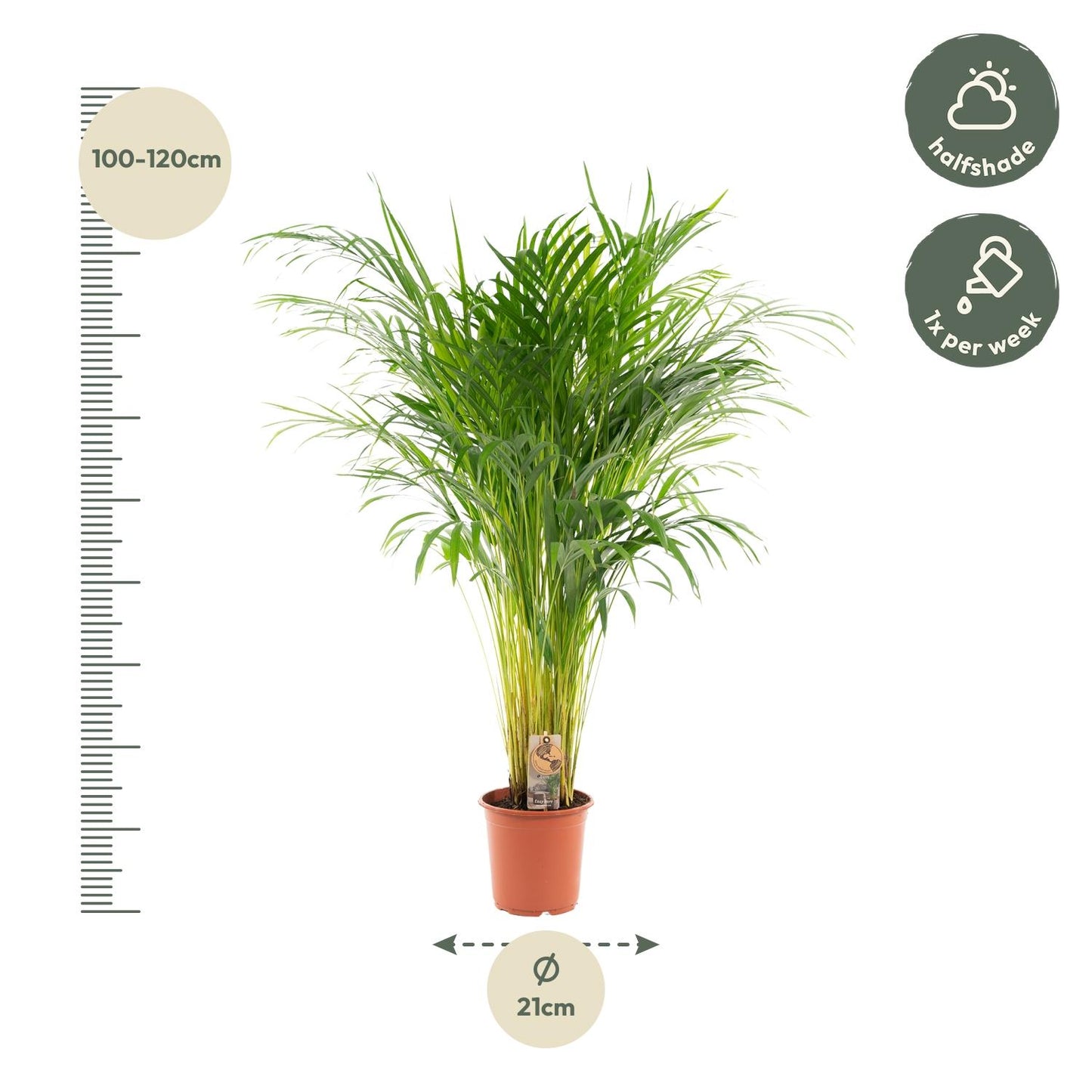 Areca-Palme 100 cm