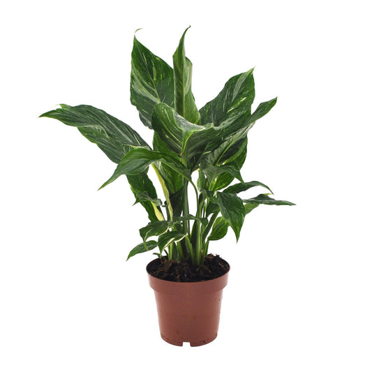 Spathiphyllum Diamond - 40cm Ø12cm
