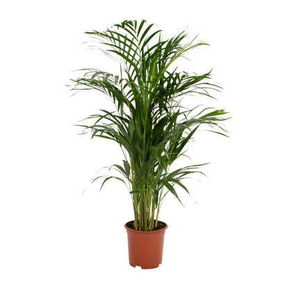 Areca-Palme 70 cm