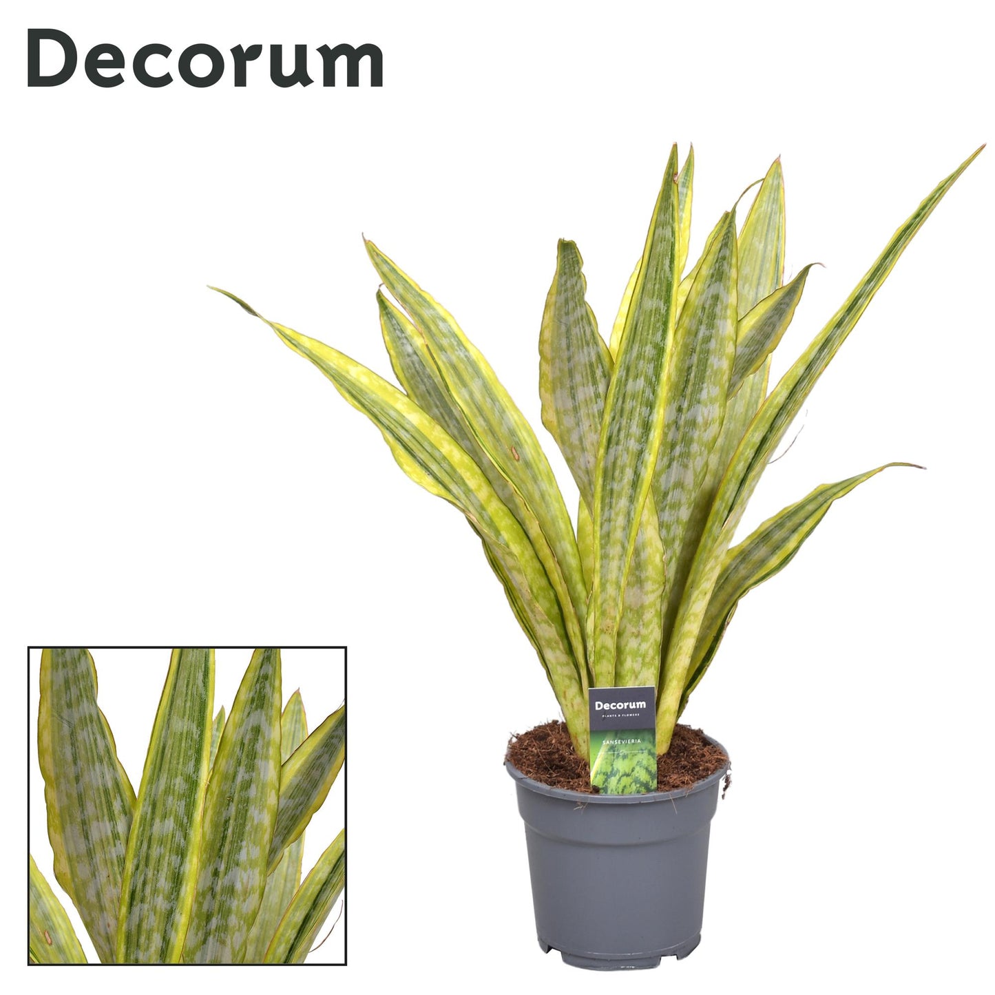 Sansevieria Aubrytniana Metallica (Decorum) - Ø17cm - ↕70cm
