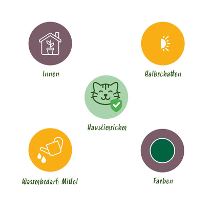 4x Maranta Fascinator "Tricolour" -  30 cm