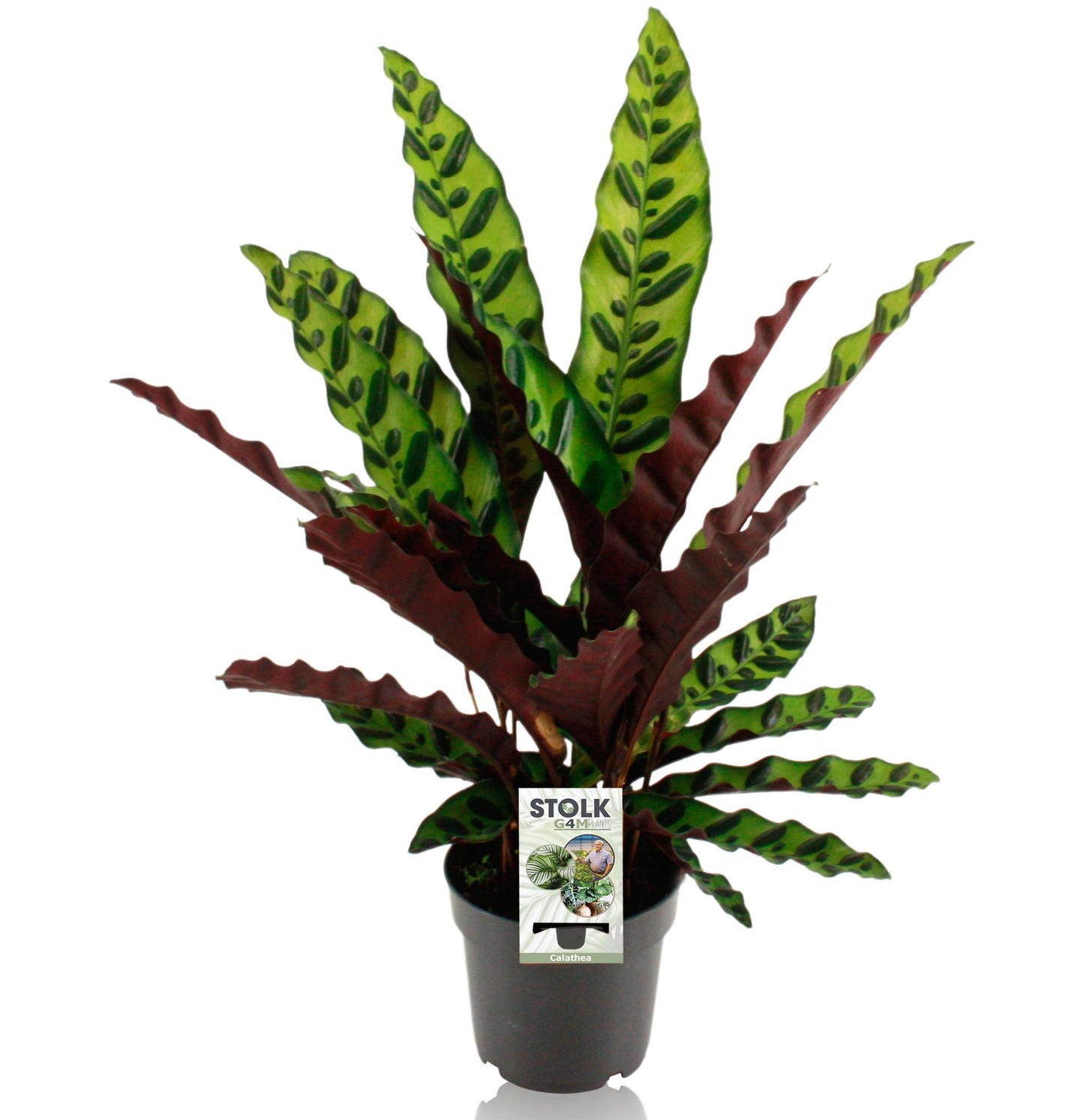 Calathea "Lancifolia Insignis" 45 cm