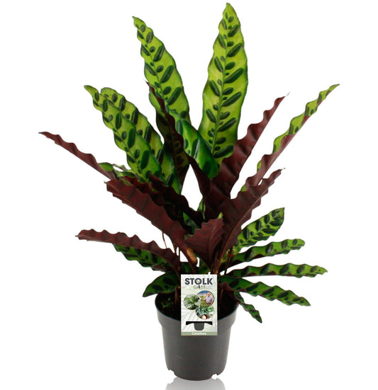 Calathea "Lancifolia Insignis" 45 cm