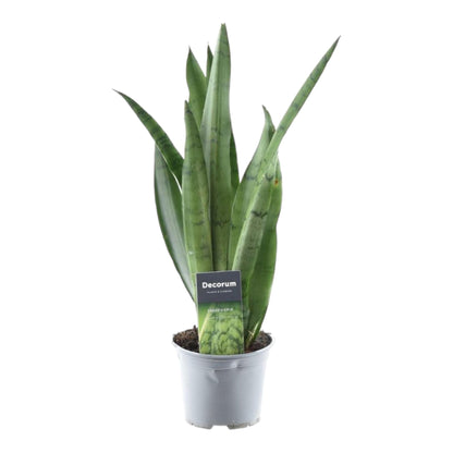 Sansevieria Spearmint - 45 cm - ø12cm
