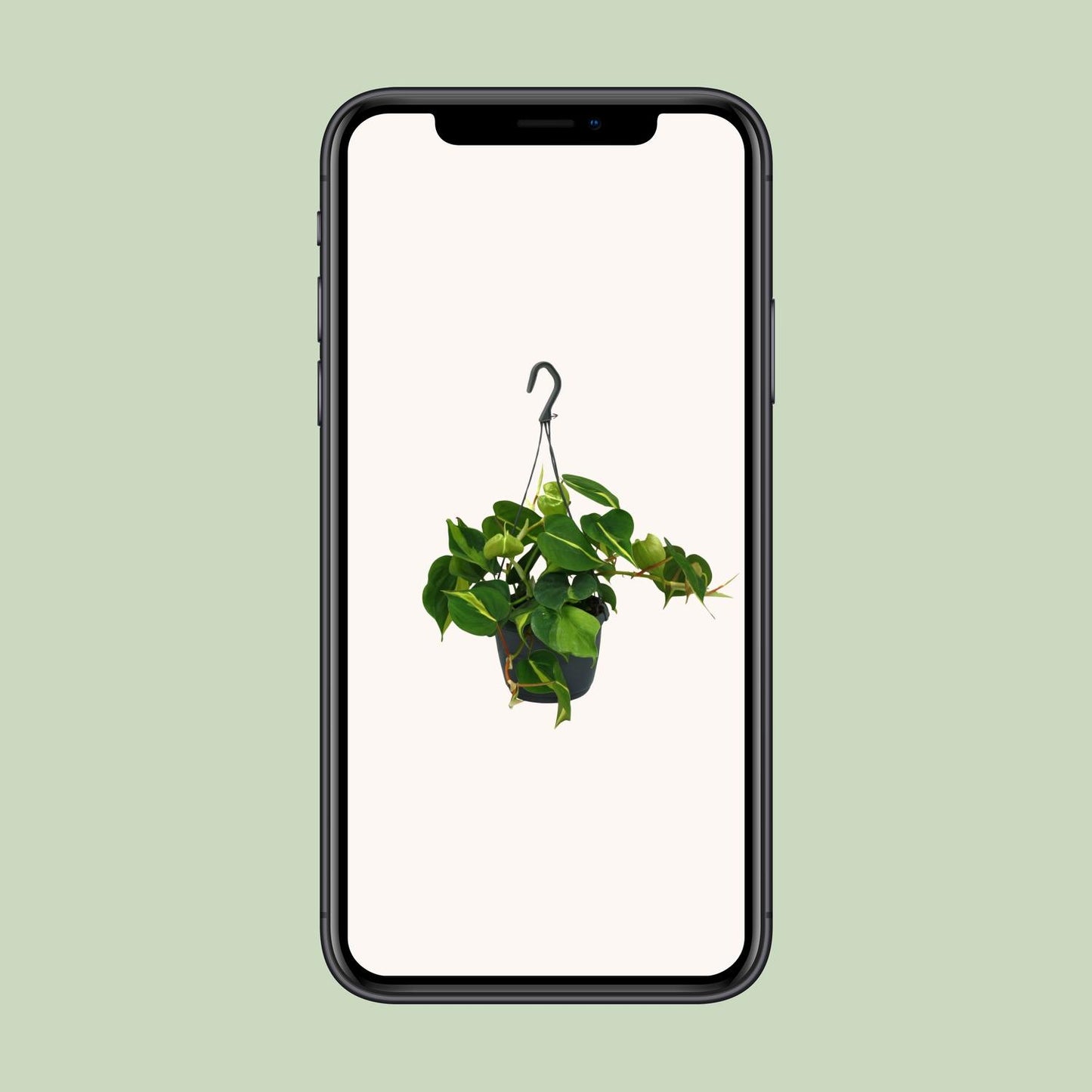 Philodendron Scandens "Brasil" 35 cm