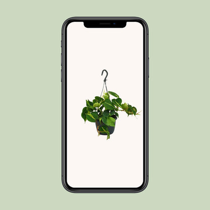 Philodendron Scandens "Brasil" 35 cm