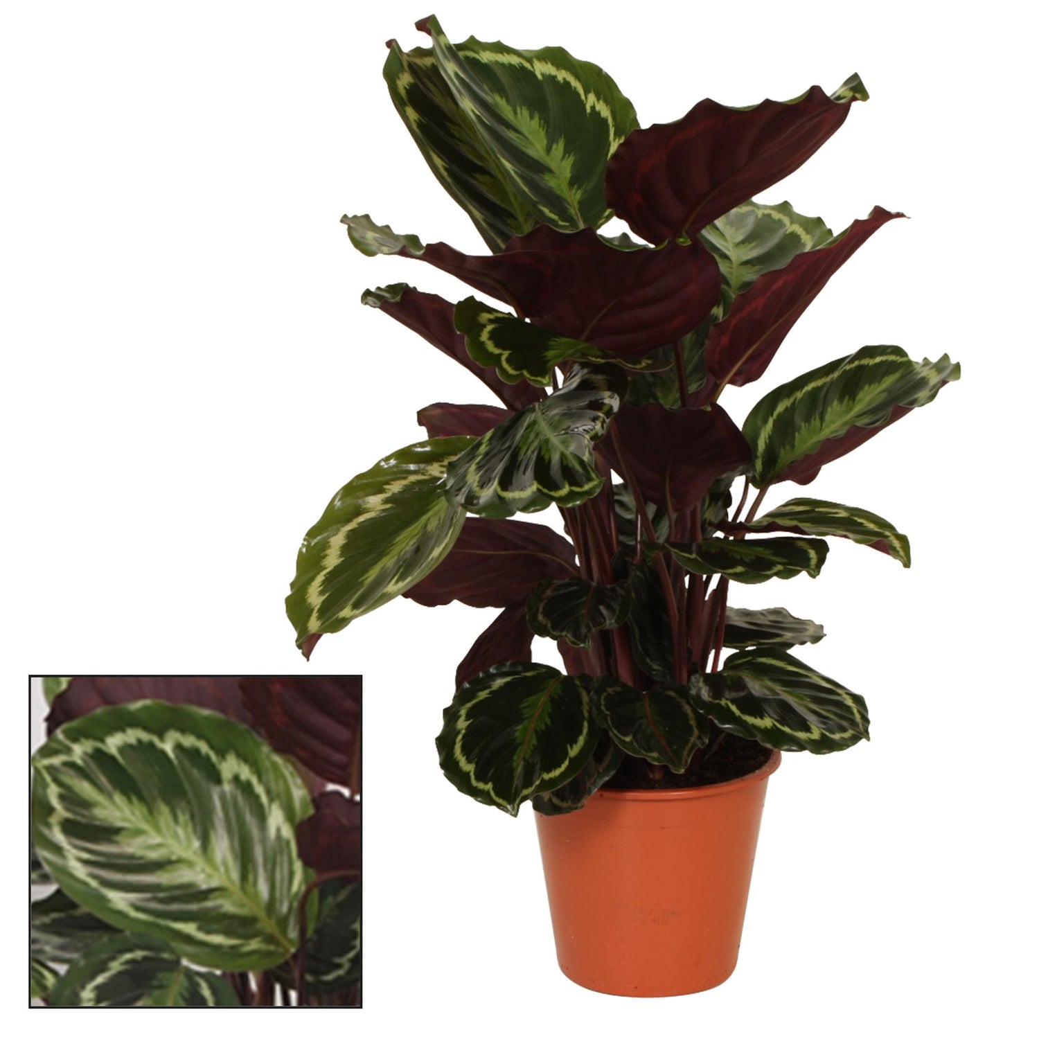 Calathea "Medaillon" 75 cm