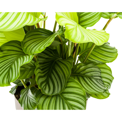 Calathea "Orbifolia" 80 cm