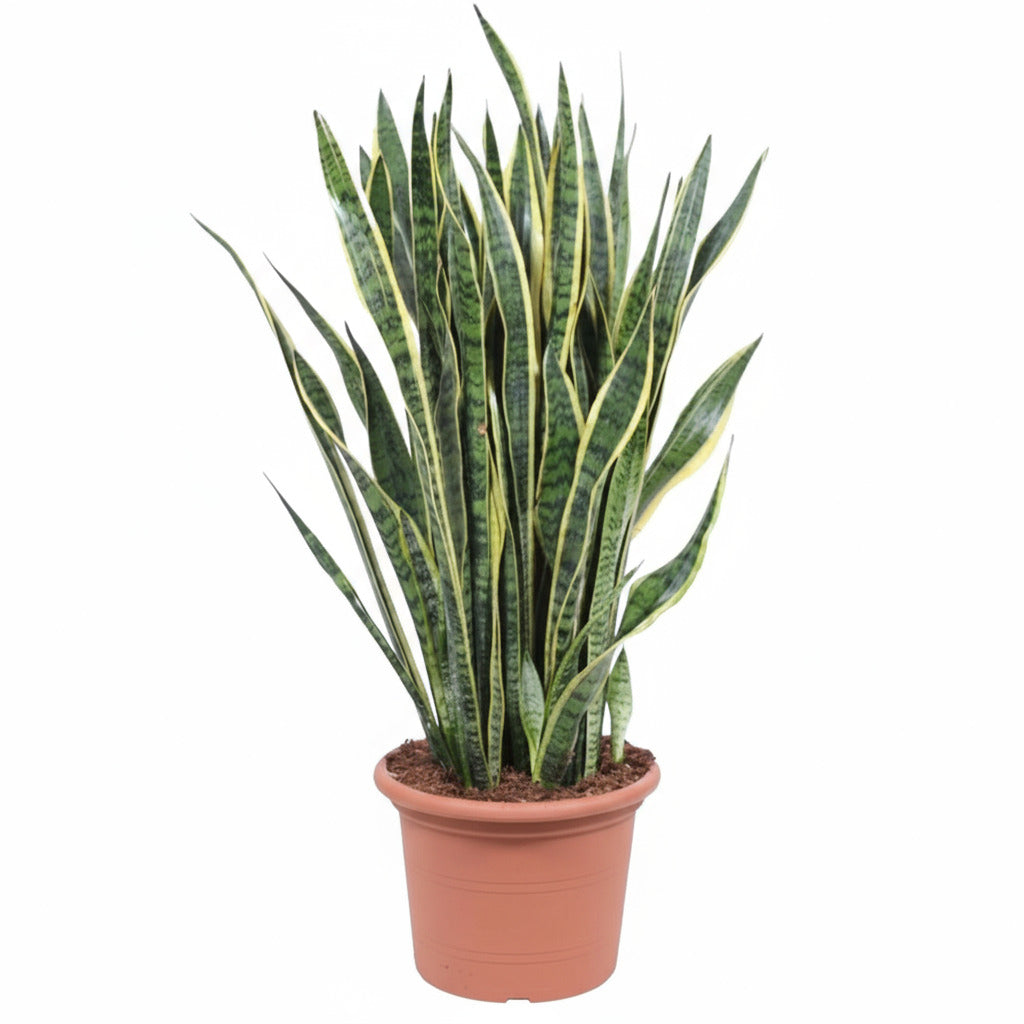 Bogenhanf "Laurenti" – 100 cm