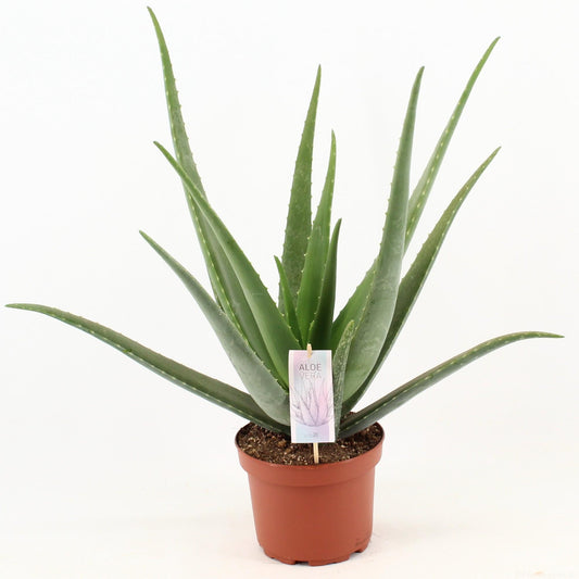 Echte Aloe 70 cm