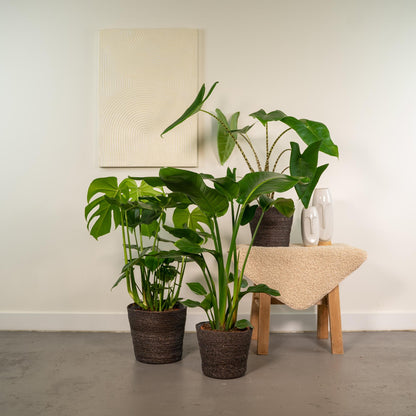 Bundle - Monstera Deliciosa, ,Alocasia Zebrina, Strelitzia Nicolai