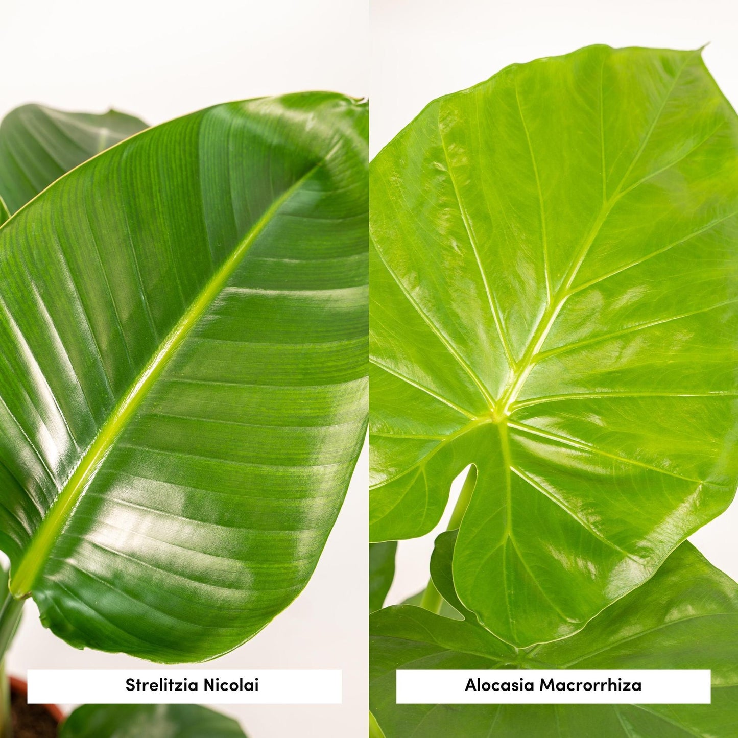 Bundle - Strelitzia Nicolai, Alocasia Macrorrhiza 80 cm