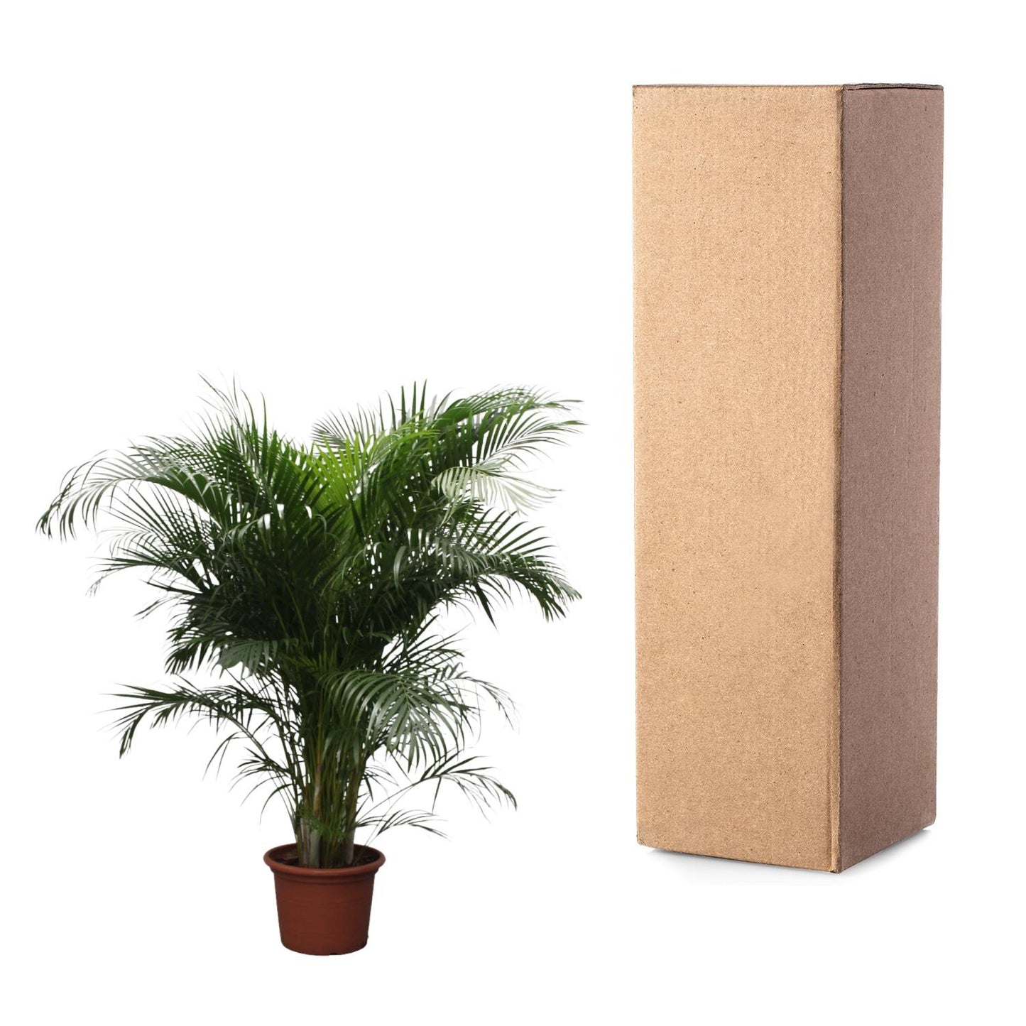 Areca-Palme 230 cm