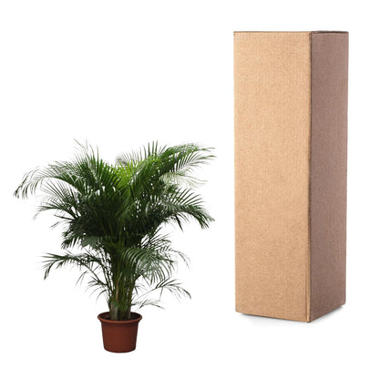 Areca-Palme 230 cm