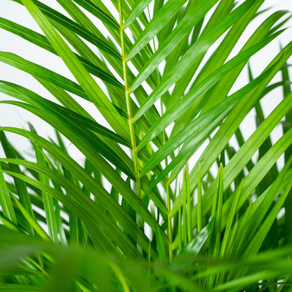 Areca-Palme 100 cm