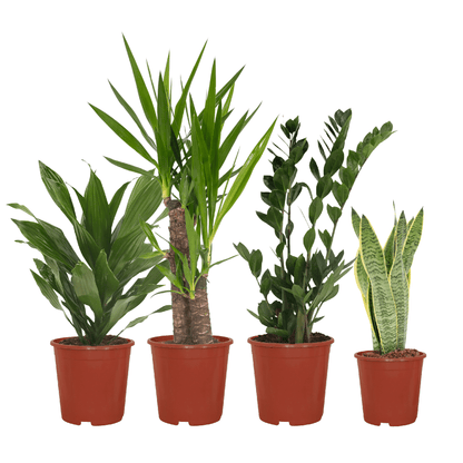 Bundle - Bogenhanf, Yucca, Glücksfeder, Drachenbaum