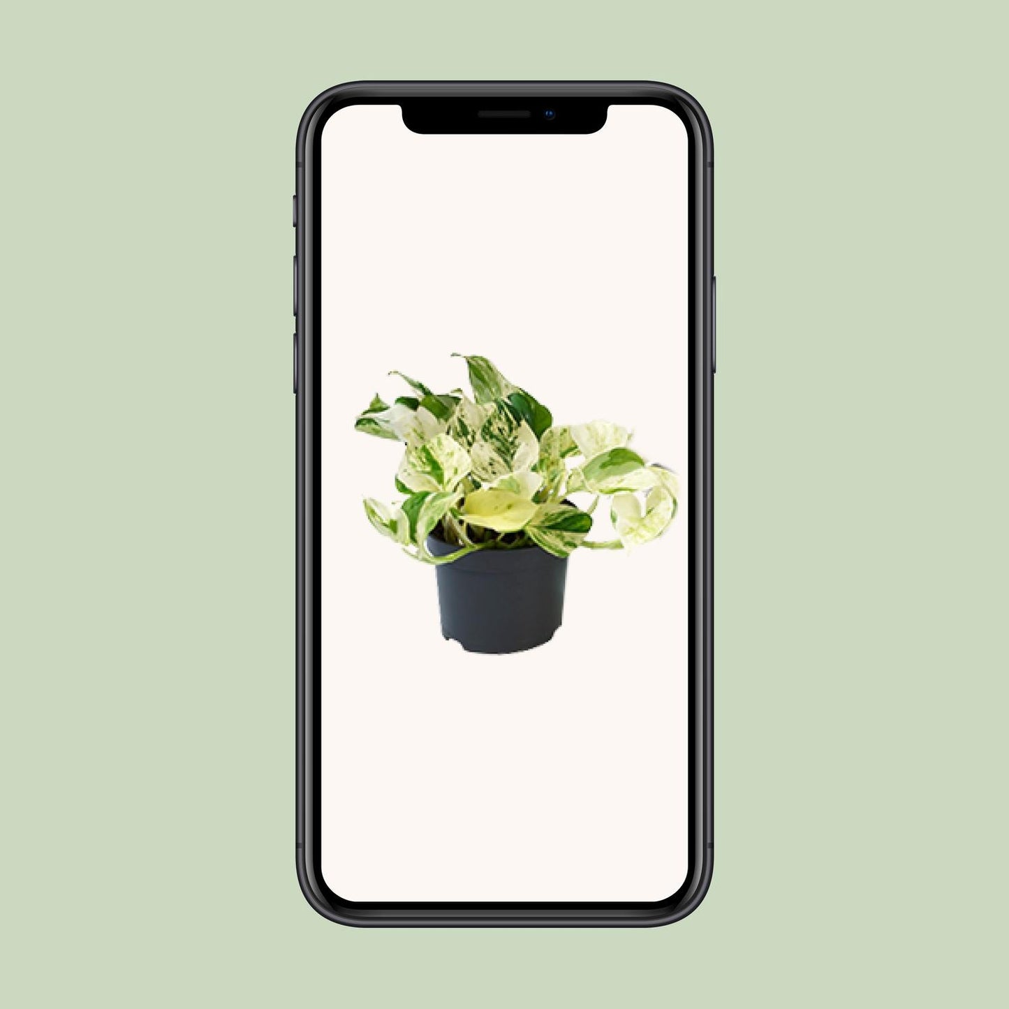 Efeutute "Happy Leaf" - 15 cm