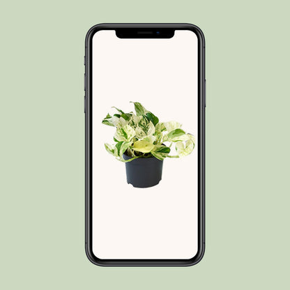 Efeutute "Happy Leaf" - 15 cm