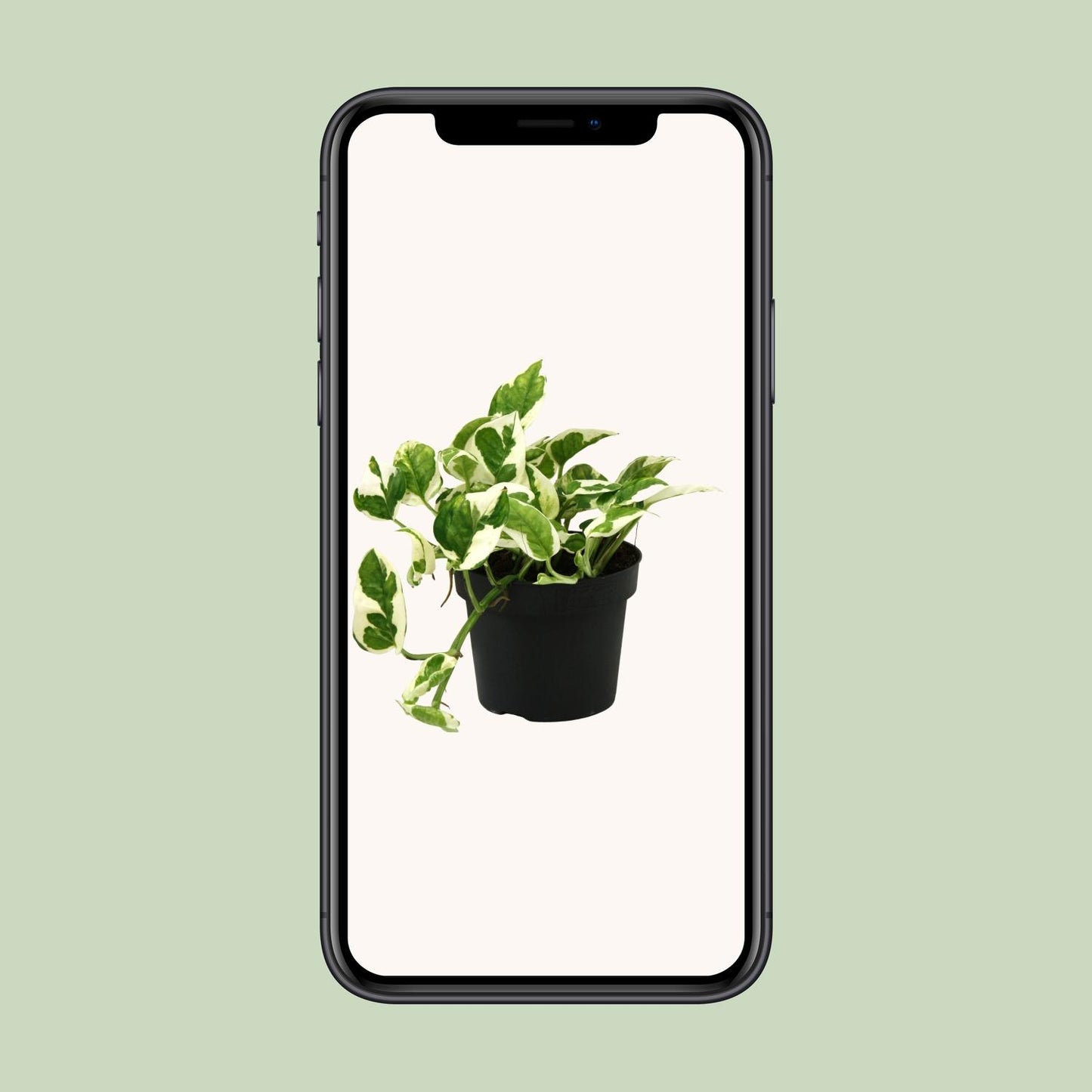 Efeutute "N’Joy" - 15 cm