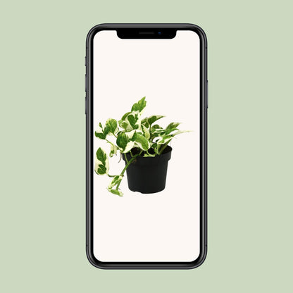 Efeutute "N’Joy" - 15 cm