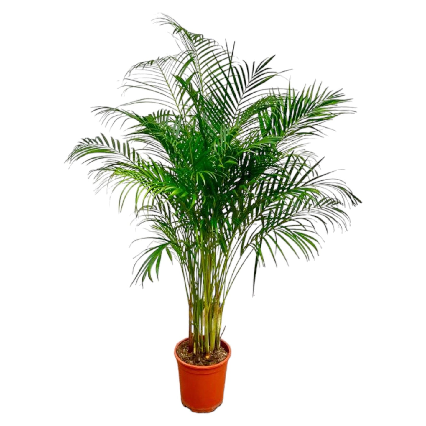 Areca-Palme 180 cm