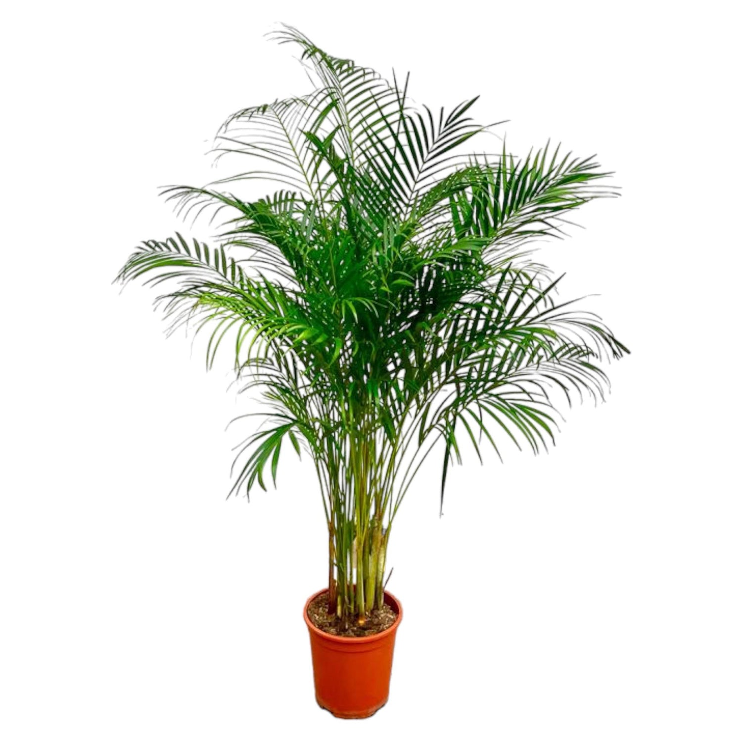Areca-Palme 180 cm