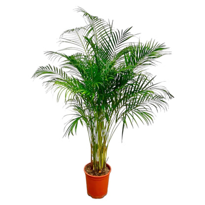 Areca-Palme 180 cm