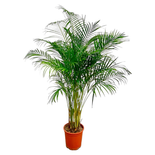 Areca-Palme 180 cm