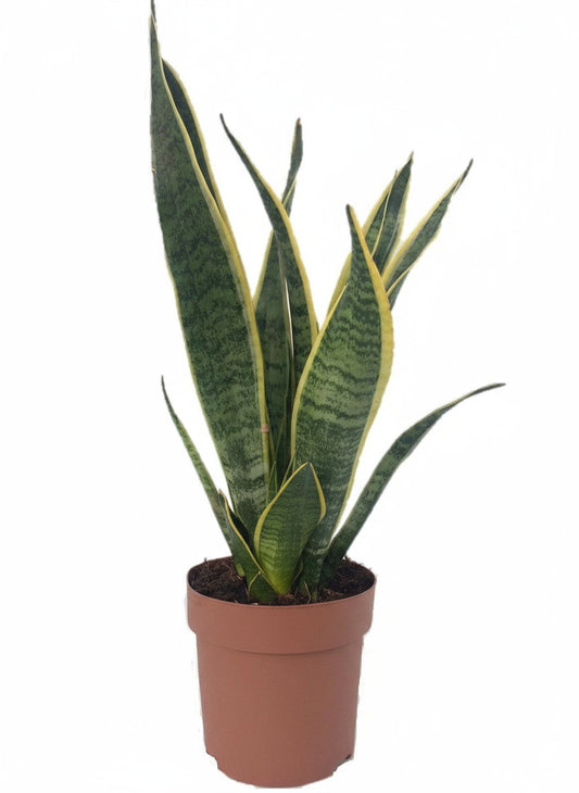 Bogenhanf "Laurentii" - 50 cm