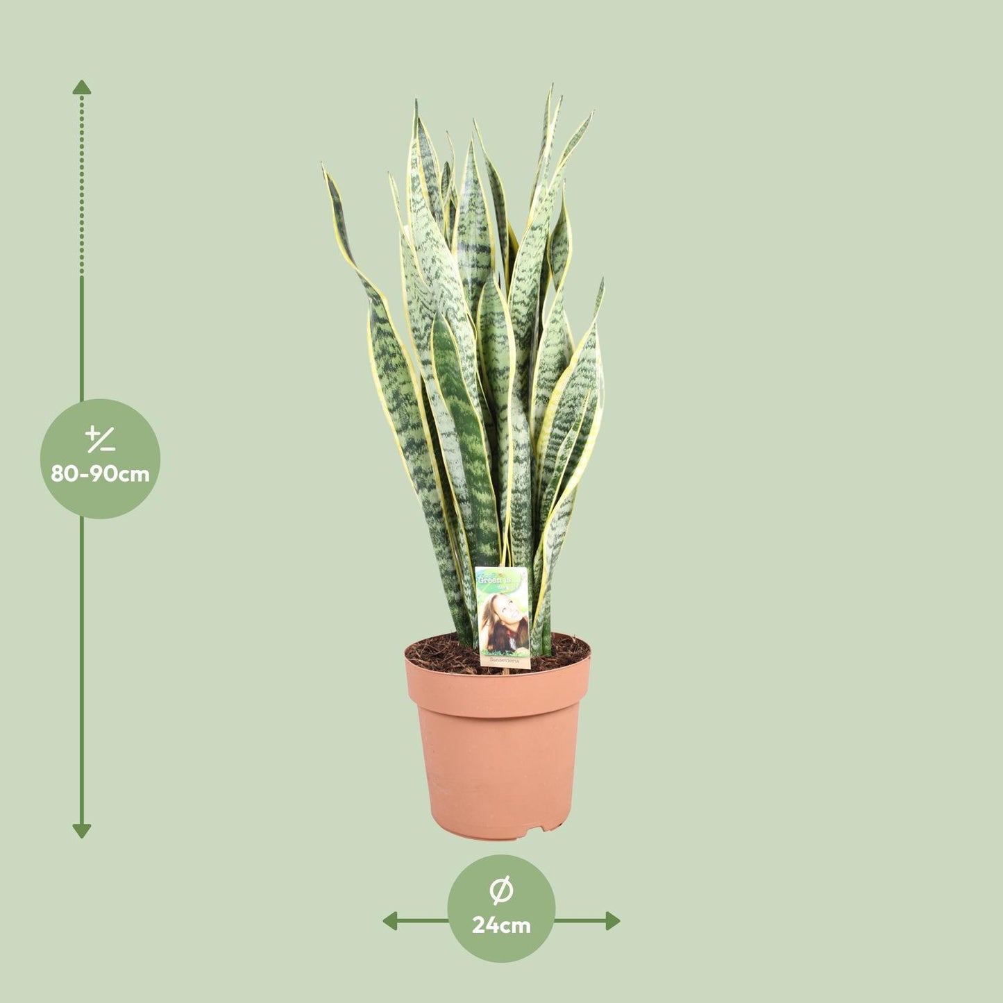Sansevieria Trifasciata Laurentii - Ø24cm - ↕90cm