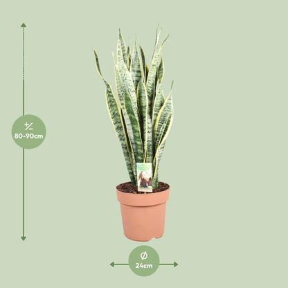 Sansevieria Trifasciata Laurentii - Ø24cm - ↕90cm