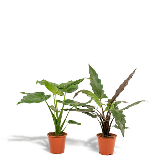 Bundle - Alocasia Cucullata, Alocasia Lauterbachiana 70 cm