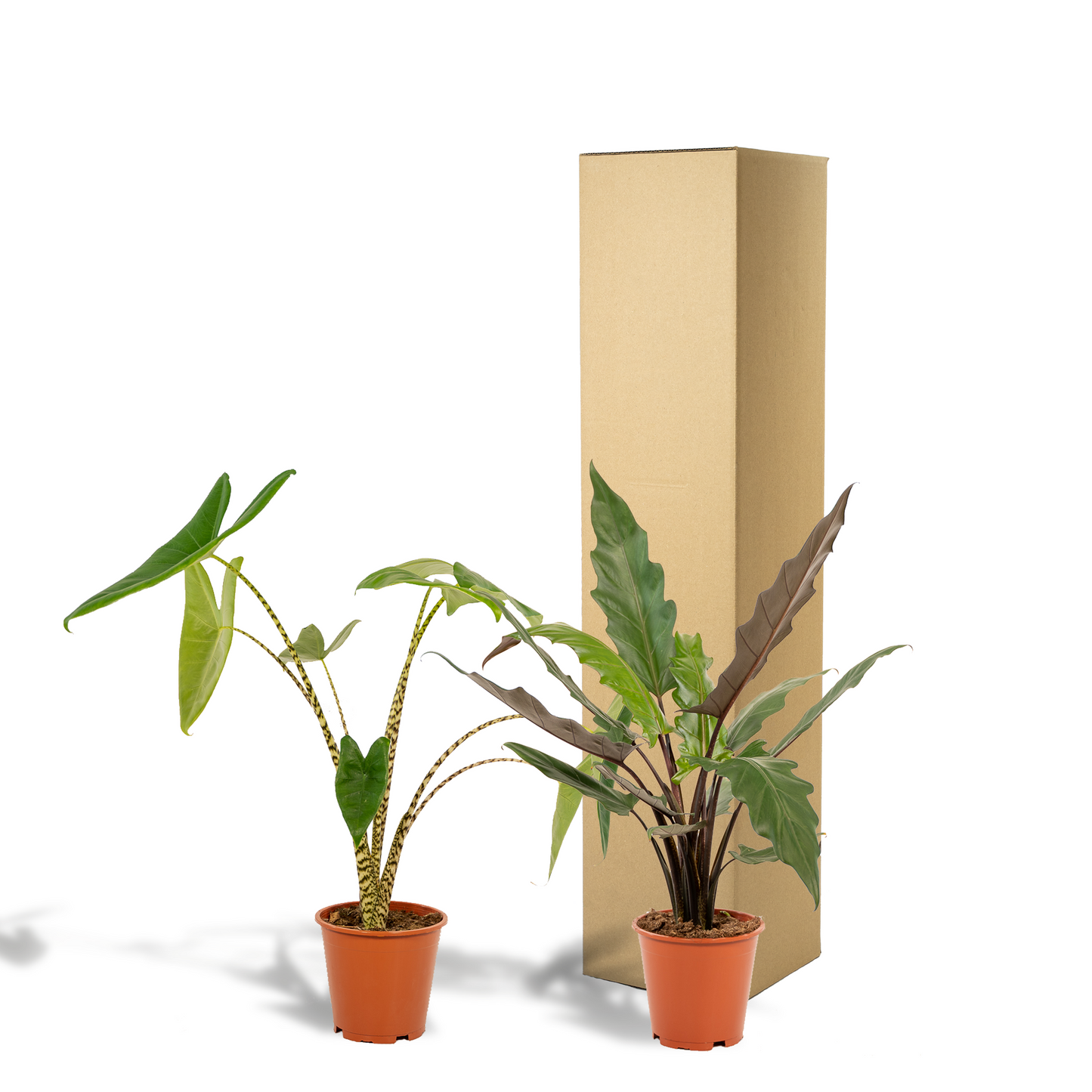 Bundle - Alocasia Zebrina, Alocasia Lauterbachiana