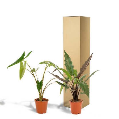 Bundle - Alocasia Zebrina, Alocasia Lauterbachiana